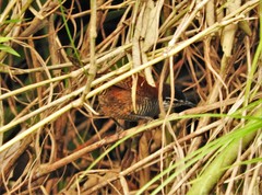 Cantorchilus nigricapillus