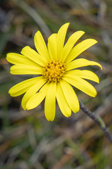 Scapisenecio papillosus