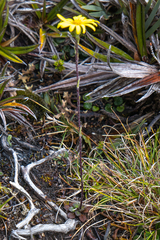 Scapisenecio papillosus