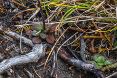 Scapisenecio papillosus