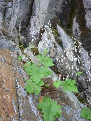 Heuchera glabra