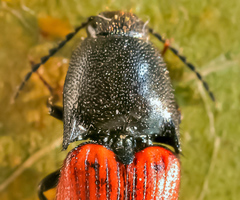 Ampedus pomorum