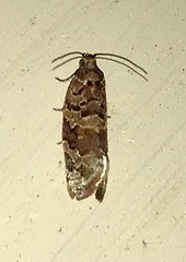 Argyrotaenia tabulana