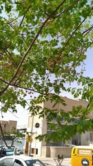 Elaeagnaceae