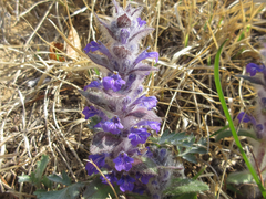 Ajuga multiflora