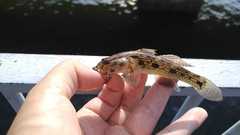 Glossogobius olivaceus