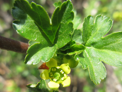 Ribes fasciculatum