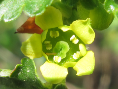 Ribes fasciculatum