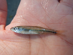 Notropis volucellus