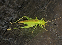 Metiochodes thankolomara