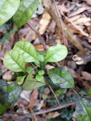 Austropuccinia psidii