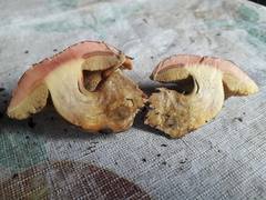 Hortiboletus bubalinus