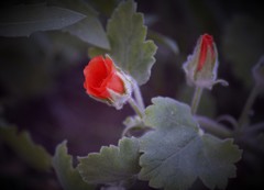 Sphaeralcea lindheimeri