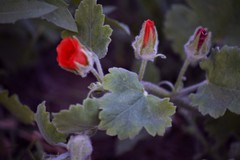Sphaeralcea lindheimeri