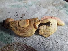 Hortiboletus bubalinus