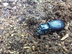 Coleoptera