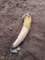 Phallus aurantiacus