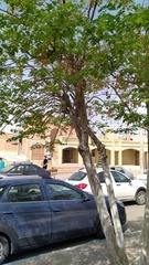 Elaeagnaceae