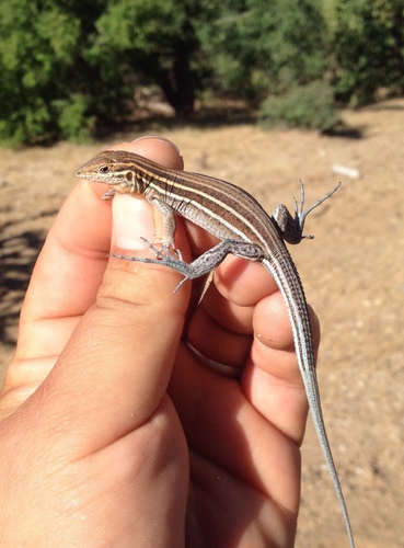 Orange-throated Whiptail