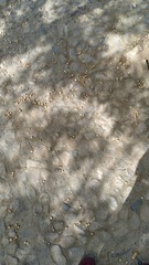 Elaeagnaceae
