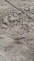 Passer domesticus