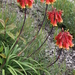 Mountain Christmas Bells - Photo (c) M.J. Baker, some rights reserved (CC BY-NC), uploaded by M.J. Baker