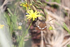 Nyctemera annulata × amicus