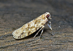 Plectoderini