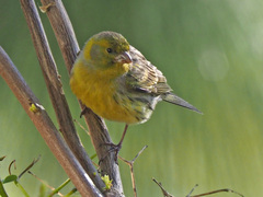 Serinus canaria