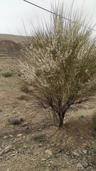 Tamaricaceae