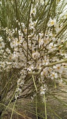 Tamaricaceae