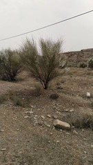 Tamaricaceae