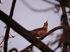 Turdus grayi