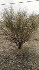 Tamaricaceae
