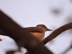 Turdus grayi