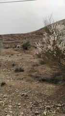 Tamaricaceae
