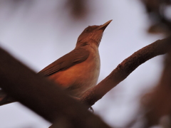 Turdus grayi