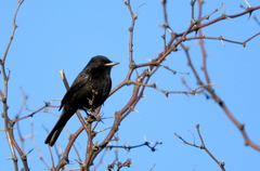 Knipolegus hudsoni