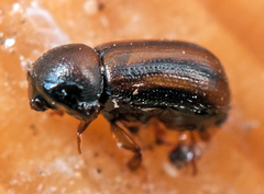 Trypodendron lineatum