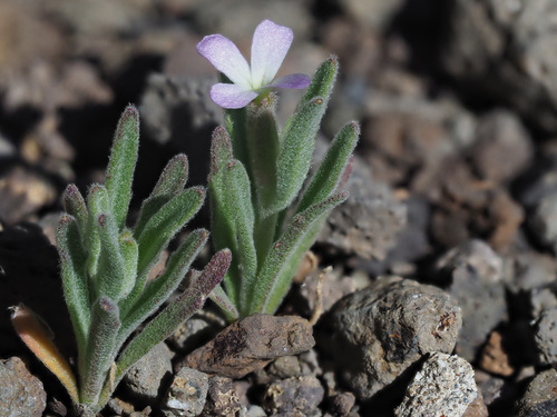 Matthiola parviflora image