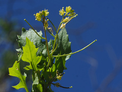 Sisymbrium erysimoides