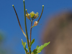 Sisymbrium erysimoides