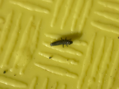 Trirhabda flavolimbata