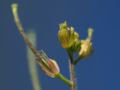 Sisymbrium erysimoides