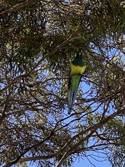 Barnardius zonarius zonarius