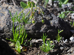 Spergula pentandra