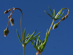 Spergula pentandra