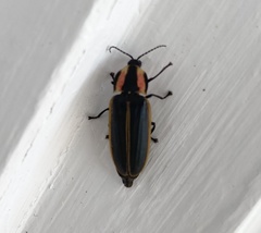 Pyractomena angulata