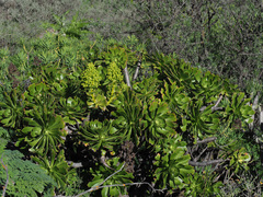 Aeonium arboreum subsp. arboreum image