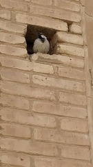 Passer domesticus
